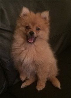 Pomeranian sales hip dysplasia